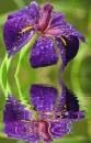 purple iris