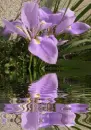 purple iris