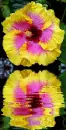 hibiskus