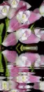 lycaste