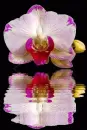 orchid