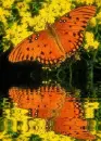 orange butterfly