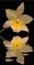 orchid