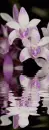 orchid