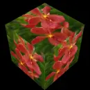 orchid