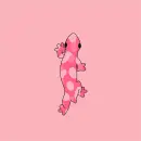 pink gecko