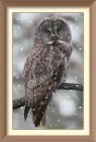 owl