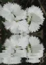 white dianthus
