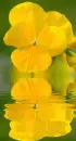yellow pansy