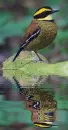 Borneó bird