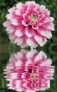 dahlia
