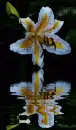lily
