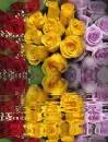 rosas