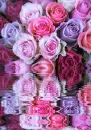 rosas