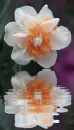 narcissus