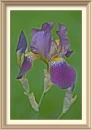iris (HDR)
