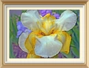 iris  (HDR)