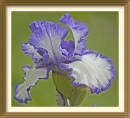 iris  (HDR)
