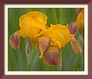 iris  (HDR)