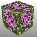 Purple Flower Cube