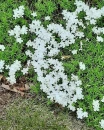 White Flower Background