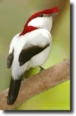 Bokermann pipra