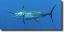 Kék marlin