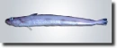 Kék menyhal