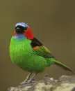 bird
