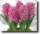 pink hyacinth