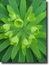 green plant