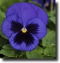purple pansy