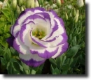 lisianthus