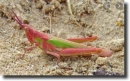 color grasshopper