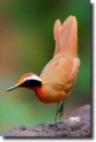 Sumatra bird