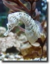 white seahorse