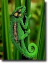 green chamaleon