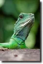 green leguan