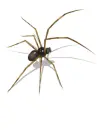 spider