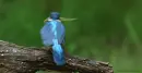 kingfisher