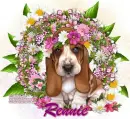 Rennie