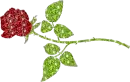 dark red rose