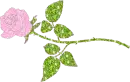 pink rose