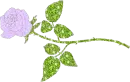 purple rose