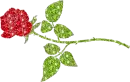 red rose