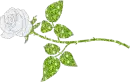 white rose