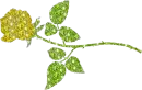 yellow rose