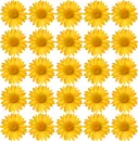 background with daisies