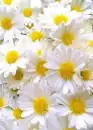 Daisies Background
