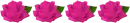 line with roses